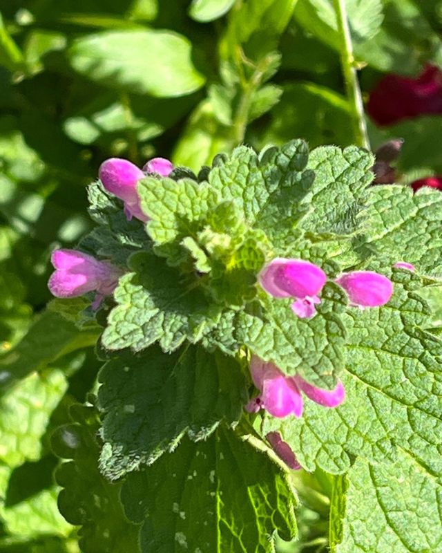 maison à vendre - 28 pièces - 1500.0 m2 - 02 - PICARDIE - Century 21 Alpha Marais